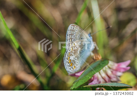 scarce large blue butterfly insect colorful wings scarce large blue butterfly insect colorful wings 137243002