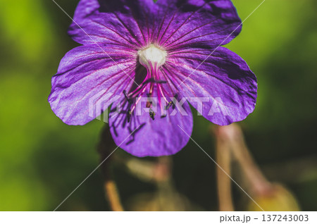 geranium violet purple flower on the meadow close-up of green leaves developed 137243003