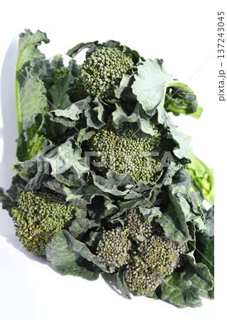 菜の花(アレッタ) 菜の花(アレッタ) 137243045