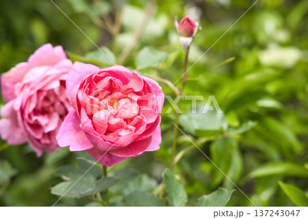 ピンクの薔薇　ボスコベル 137243047