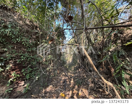 Dense Tropical Jungle Path with Hanging Vines and Overgrown Earth Embankments Dense Tropical Jungle Path with Hanging Vines and Overgrown Earth Embankments 137243173