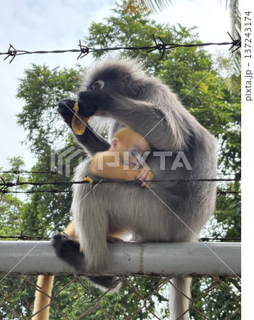 Dusky Leaf Monkey Mother with Bright Orange Infant on Barbed Wire Fence 137243174