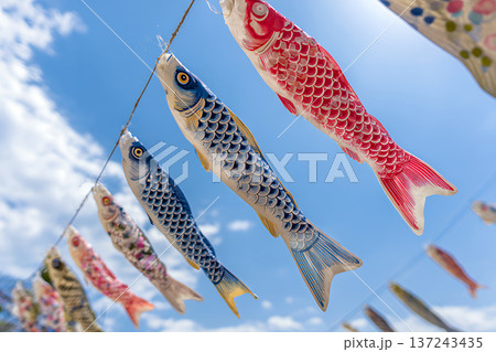 鮮やかなピンクや青のこいのぼりが五月の晴天にたなびく日本の伝統的なお祝いの風景 137243435