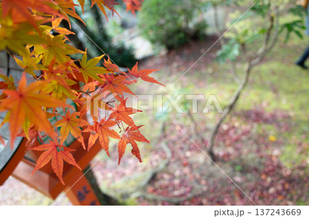 紅葉で色づくもみじ 紅葉で色づくもみじ 137243669