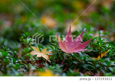 紅葉で色づくもみじ 紅葉で色づくもみじ 137243811