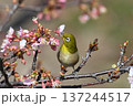 桜　蜜を吸う　メジロ 137244517