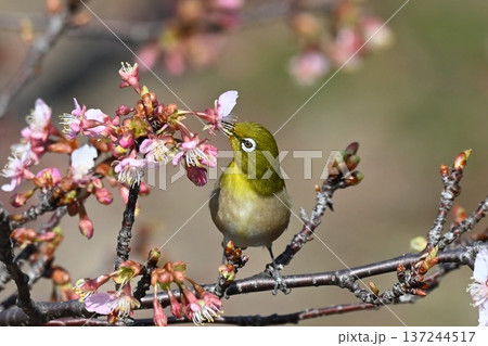 桜　蜜を吸う　メジロ 137244517