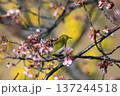 メジロ　春　かわいい　桜 137244518