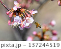 ミツバチ　桜 137244519