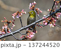 メジロ　桜　春 137244520