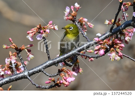 メジロ 桜 春 メジロ 桜 春 137244520