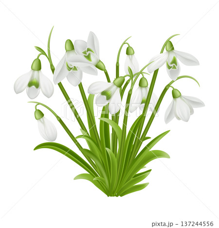 Snowdrop Flower Cluster Isolated composition 137244556