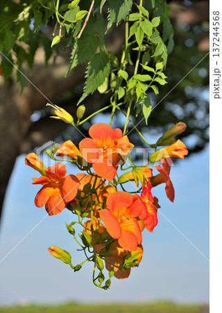 ノウゼンカズラ 137244568