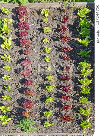 young red and green  lettuce plants 137244750