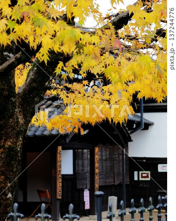 高山市政記念館の入口と黄色い紅葉 高山市政記念館の入口と黄色い紅葉 137244776