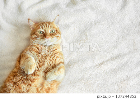 Ginger cat lying on soft white blanket, top view, copy space. Ginger cat lying on soft white blanket, top view, copy space. 137244852