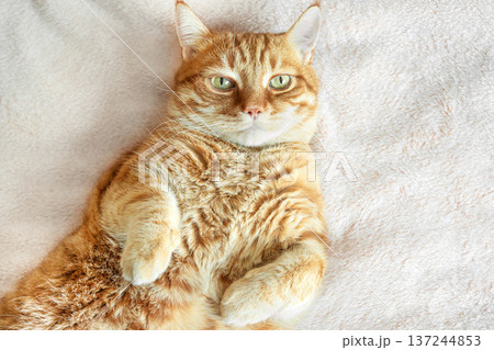 Ginger cat lying on soft white blanket, top view, copy space. 137244853