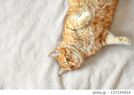 Ginger cat lying on soft white blanket, top view, copy space. Ginger cat lying on soft white blanket, top view, copy space. 137244854