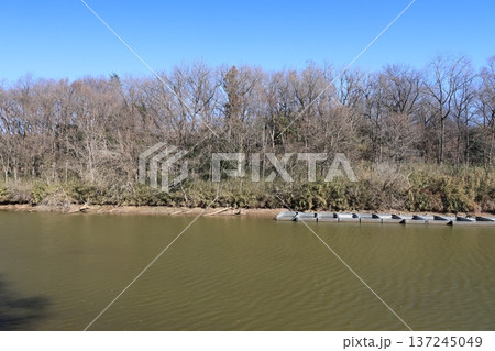 埼玉県比企郡滑川町の森林公園の風景 埼玉県比企郡滑川町の森林公園の風景 137245049