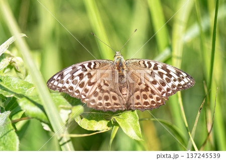 Butterfly silver-washed fritillary (Argynnis paphia) female valesina sitting on leaf. 137245539