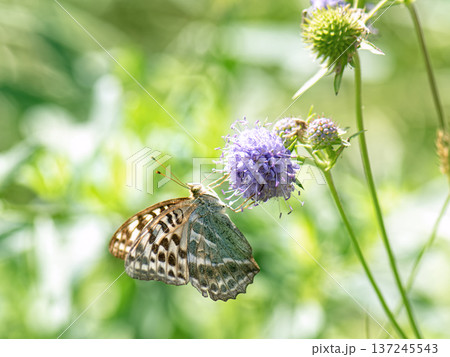 Butterfly silver-washed fritillary (Argynnis paphia) female form valesina on purple flower. 137245543