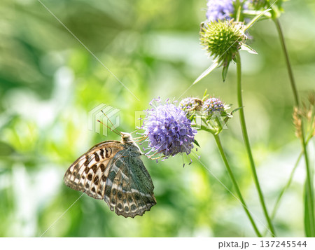 Butterfly silver-washed fritillary (Argynnis paphia) female form valesina on purple flower. 137245544