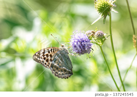 Butterfly silver-washed fritillary (Argynnis paphia) female form valesina on purple flower. 137245545