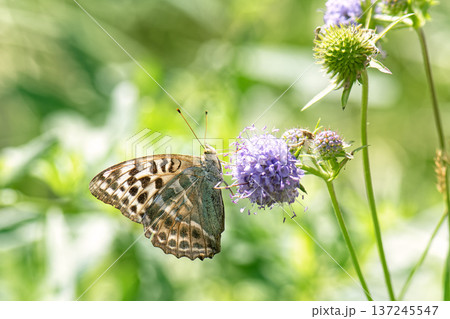 Butterfly silver-washed fritillary (Argynnis paphia) female form valesina on purple flower. Butterfly silver-washed fritillary (Argynnis paphia) female form valesina on purple flower. 137245547