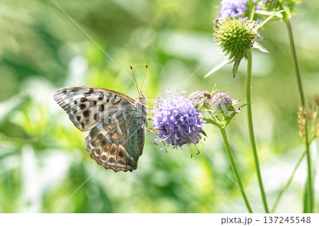Butterfly silver-washed fritillary (Argynnis paphia) female form valesina on purple flower. Butterfly silver-washed fritillary (Argynnis paphia) female form valesina on purple flower. 137245548