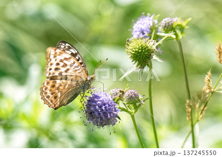 Butterfly silver-washed fritillary (Argynnis paphia) female form valesina on purple flower. 137245550