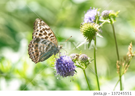 Butterfly silver-washed fritillary (Argynnis paphia) female form valesina on purple flower. 137245551