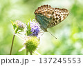 Butterfly silver-washed fritillary (Argynnis paphia) female form valesina on purple flower. 137245553