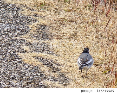 公園の遊歩道でエサを探すハクセキレイ 公園の遊歩道でエサを探すハクセキレイ 137245585