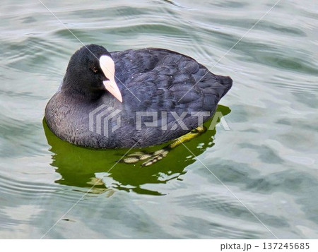 公園の池で優雅に泳ぐオオバン 137245685