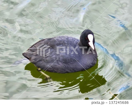 公園の池で優雅に泳ぐオオバン 137245686