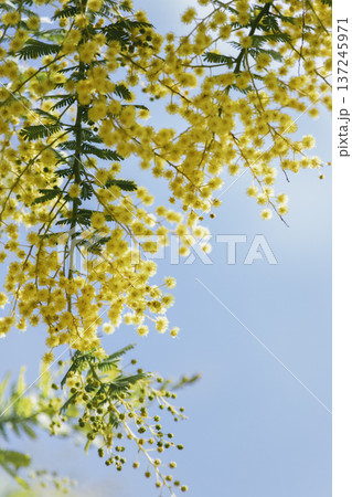 青空に咲くミモザの花 春の背景 縦構図 コピースペースあり 青空に咲くミモザの花 春の背景 縦構図 コピースペースあり 137245971