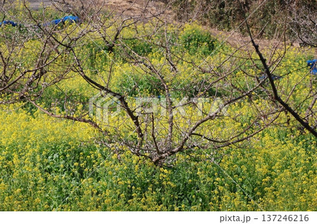満開の早咲きの黄色い花びらの菜の花の花畑とちらほら白い花の梅の木のある風景 137246216