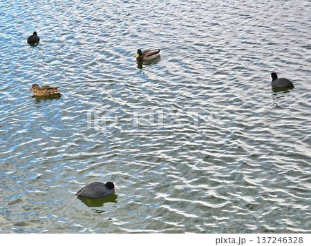 公園の池で優雅に泳ぐオオバンとマガモ 公園の池で優雅に泳ぐオオバンとマガモ 137246328