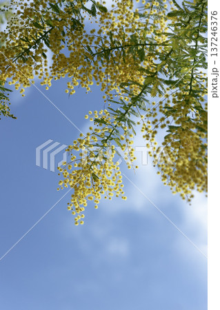 青空に揺れるミモザの花 春の背景 コピースペースたっぷり 縦構図 青空に揺れるミモザの花 春の背景 コピースペースたっぷり 縦構図 137246376