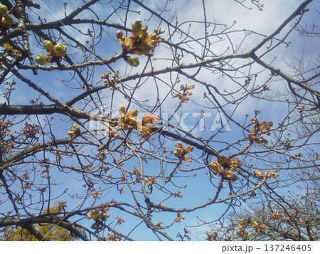 開花が進む稲毛海岸駅前河津桜 開花が進む稲毛海岸駅前河津桜 137246405