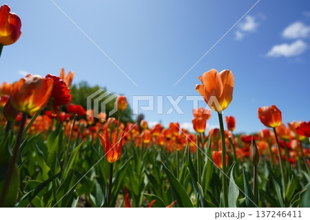 空を見上げる赤とオレンジのチューリップ 137246411