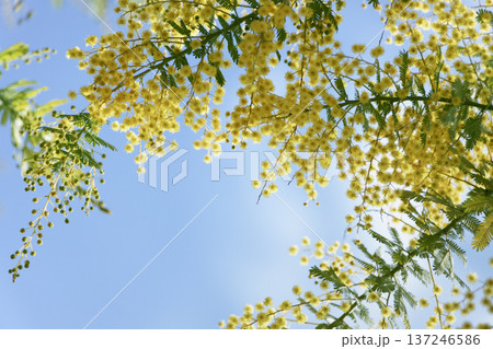 青空に揺れるミモザの花　ふんわり春の背景 137246586