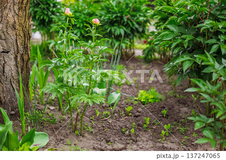Peonies on the stem with a garden bed on the background. Peonies on the stem with a garden bed on the background. 137247065