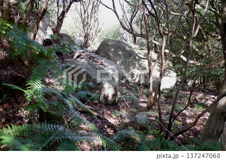高知県　唐人駄場遺跡・南のサークルの巨石 137247068