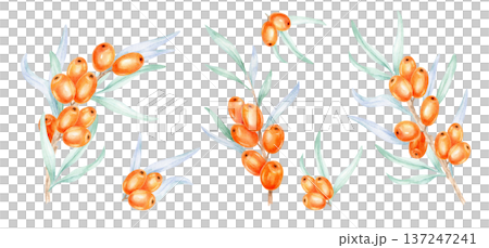 Decorative orange sea buckthorn branches and green leaves arranged in rhythm, watercolor illustration, hand drawn botanical artwork suitable for surface pattern design, packaging concepts Decorative orange sea buckthorn branches and green leaves arranged in rhythm, watercolor illustration, hand drawn botanical artwork suitable for surface pattern design, packaging concepts 137247241