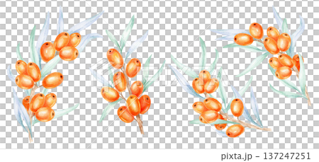 Scattered orange sea buckthorn berry elements with soft green foliage, watercolor clipart, hand drawn botanical set ideal for pattern making, cosmetic branding, label templates 137247251