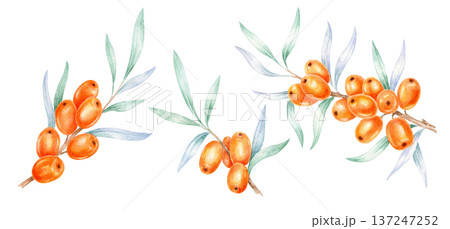 orange sea buckthorn branches with green leaves, watercolor illustration, hand drawn botanical arrangement created for seamless patterns, fabric design, wrapping paper, packaging decoration orange sea buckthorn branches with green leaves, watercolor illustration, hand drawn botanical arrangement created for seamless patterns, fabric design, wrapping paper, packaging decoration 137247252