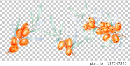orange sea buckthorn branches with green leaves, watercolor illustration, hand drawn botanical arrangement created for seamless patterns, fabric design, wrapping paper, packaging decoration orange sea buckthorn branches with green leaves, watercolor illustration, hand drawn botanical arrangement created for seamless patterns, fabric design, wrapping paper, packaging decoration 137247252