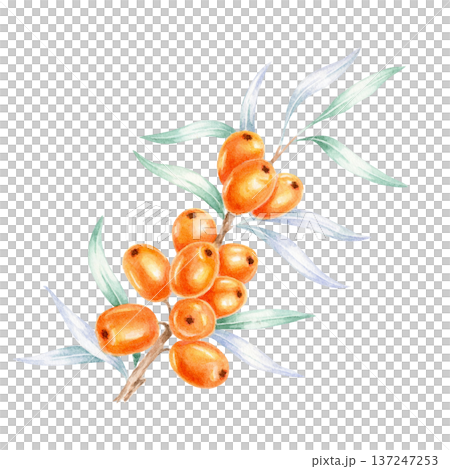 Orange sea buckthorn berry cluster with elegant green leaves, watercolor clipart, hand drawn botanical artwork perfect for organic branding, food labels, skincare packaging, invitation Orange sea buckthorn berry cluster with elegant green leaves, watercolor clipart, hand drawn botanical artwork perfect for organic branding, food labels, skincare packaging, invitation 137247253