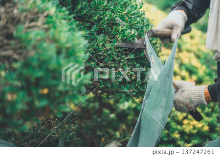 Japanese Gardener Japanese Gardener 137247261
